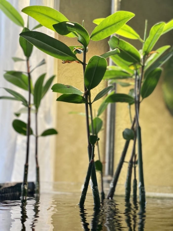 red mangrove propagule