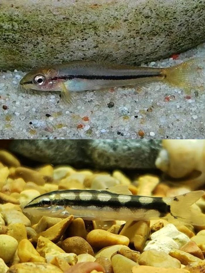 rosy vs dwarf chain loach