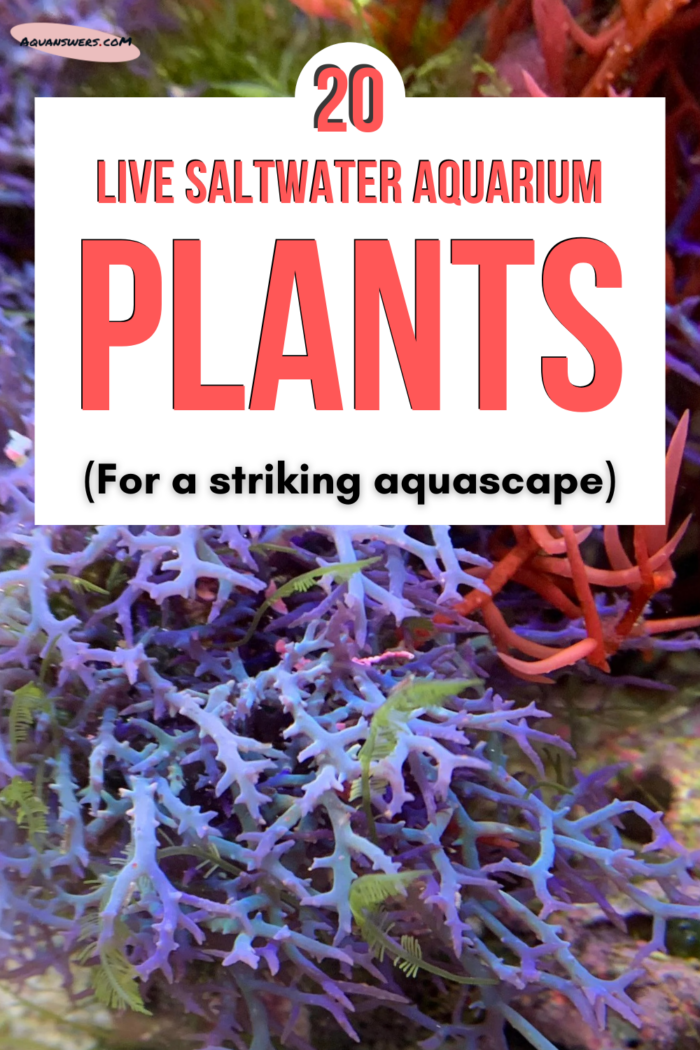 saltwater aquarium plants pinterest