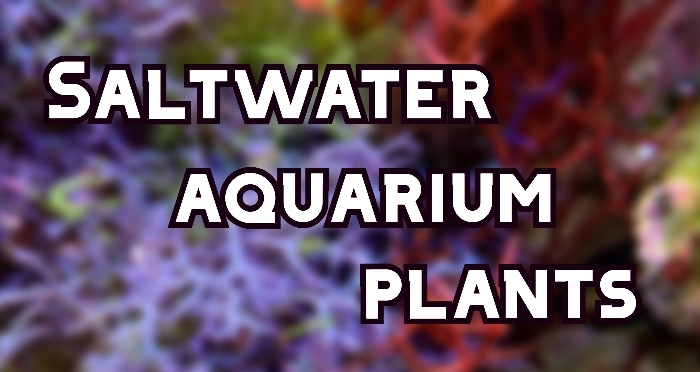 saltwater aquarium plants header