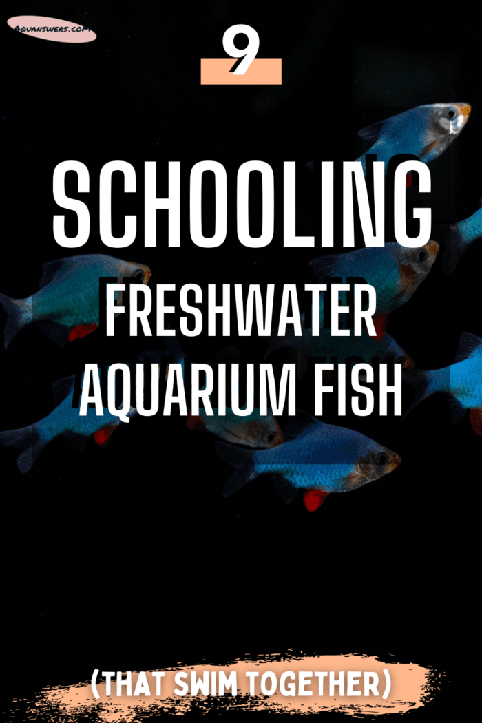 schooling freshwater aquarium fish pinterest
