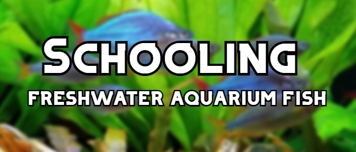 schooling freshwater aquarium fish header