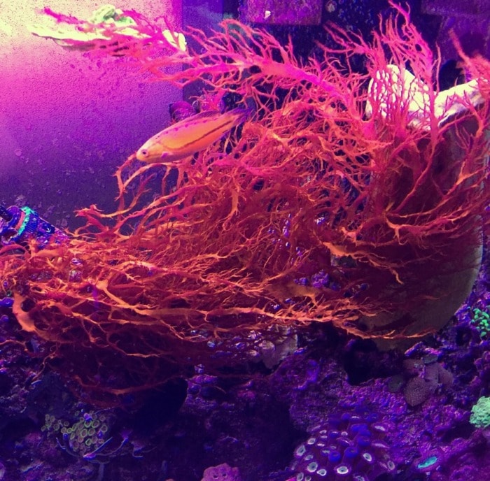 scinaia macroalgae