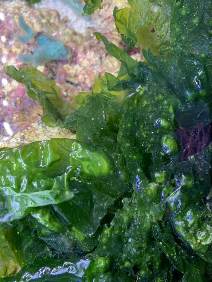 sea lettuce