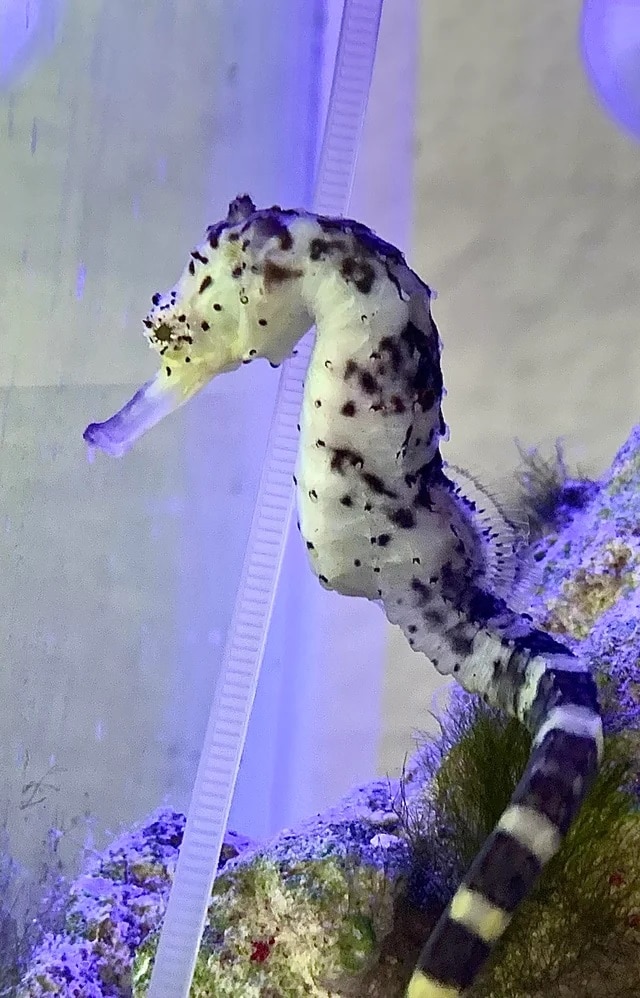 a seahorse