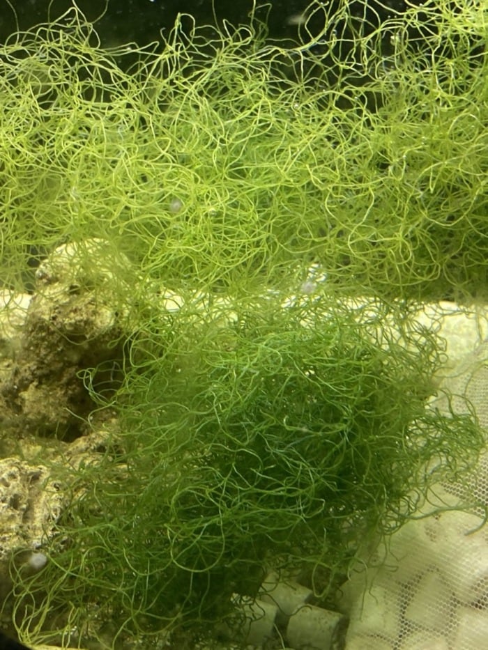 spaghetti algae