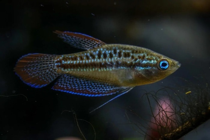 sparkling gourami shot