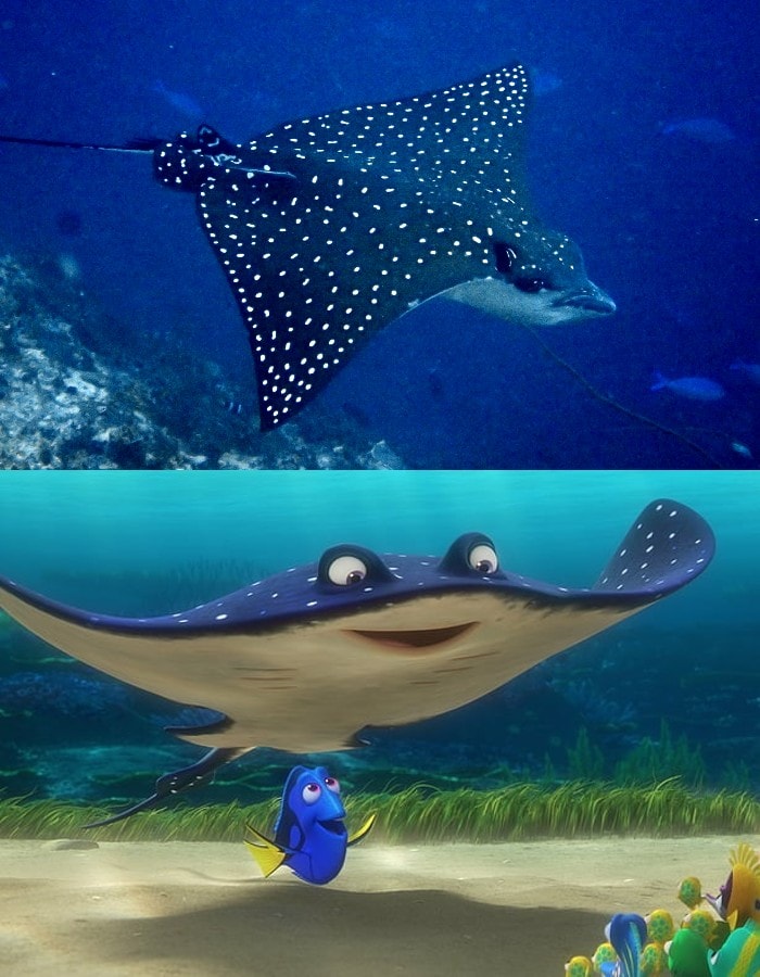 spotted eagle ray