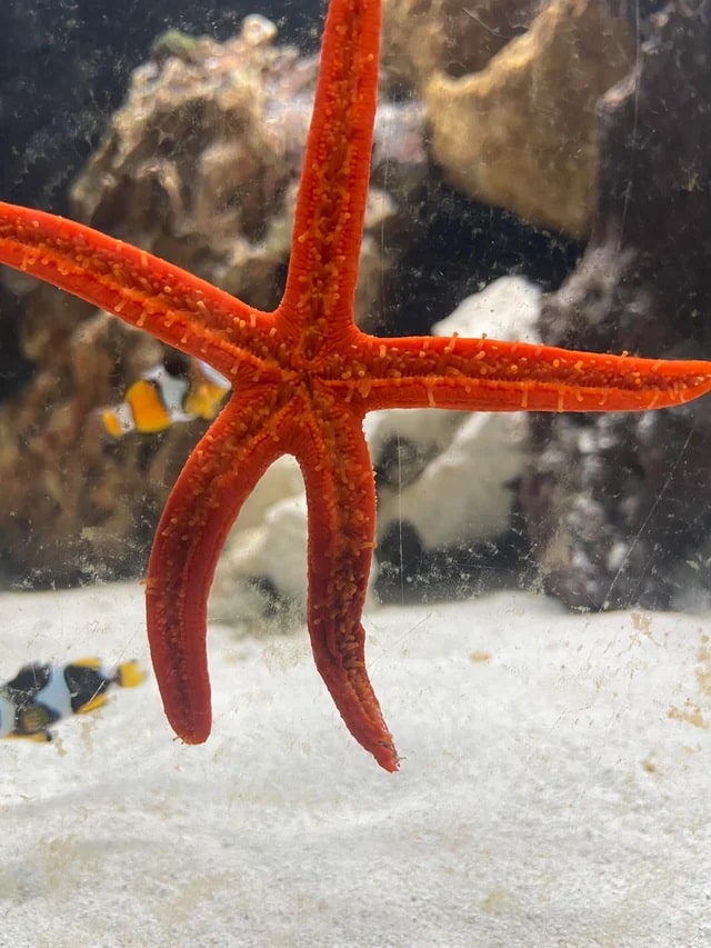 a starfish