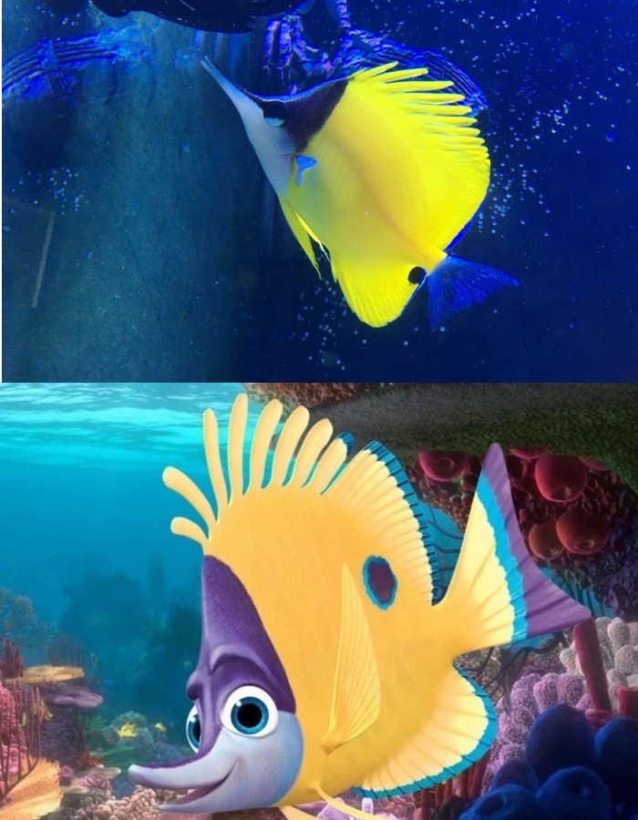 24 Most Popular Types Of Fish From Finding Nemo, 46% OFF