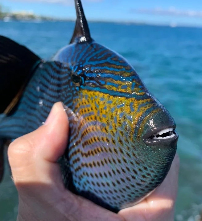 a triggerfish