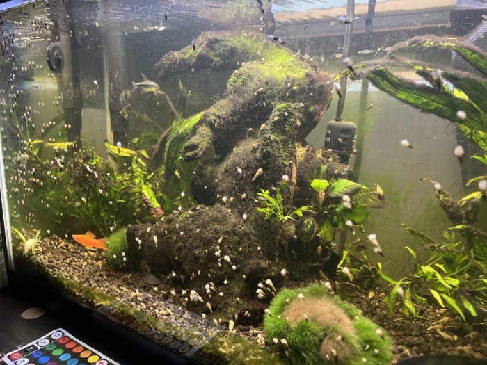 trumpet snail infestation