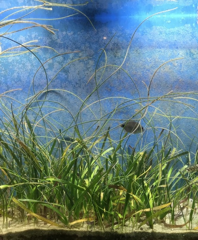 turtle grass