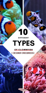 10 Different Types of Clownfish + 18 Designer Breeds