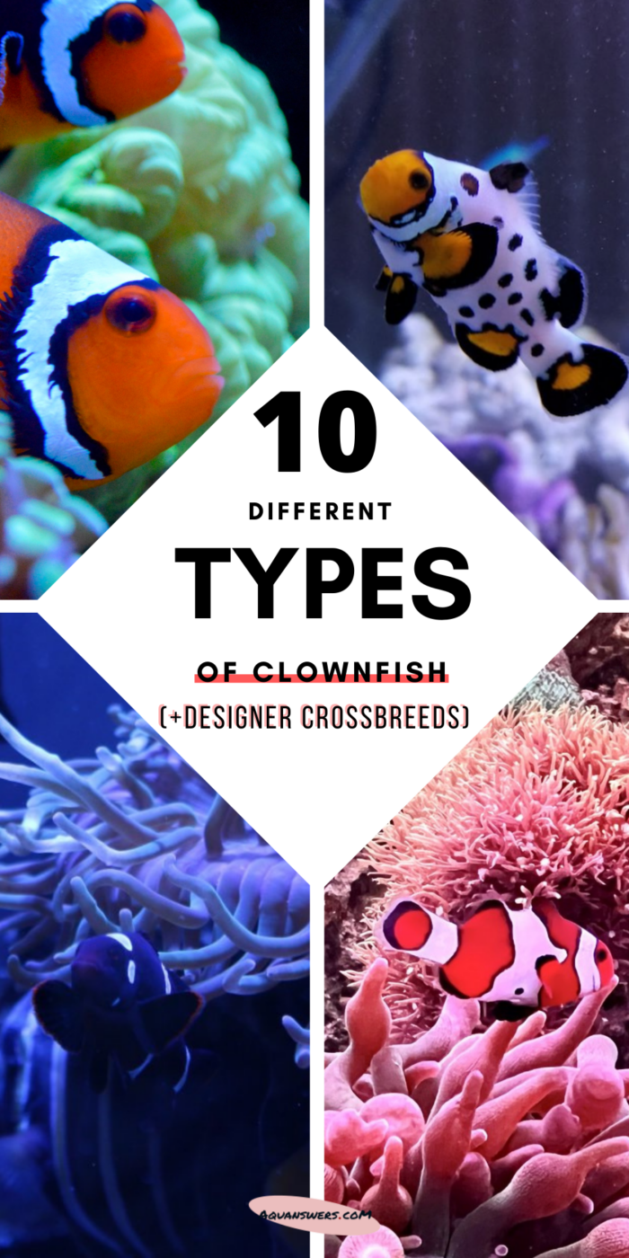 types of clownfish pinterest