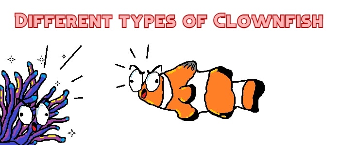 types of clownfish header
