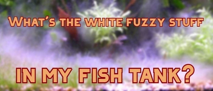 white fuzzy stuff in fish tank header