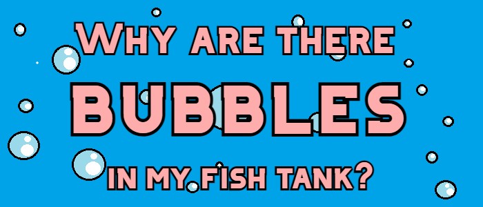 why are there bubbles in my fish tank header