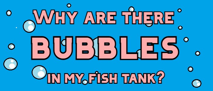 Why are there bubbles in my fish tank?