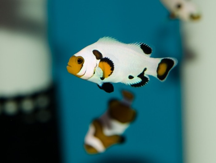 wyoming white clownfish
