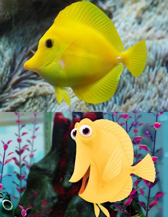 yellow tang bubbles