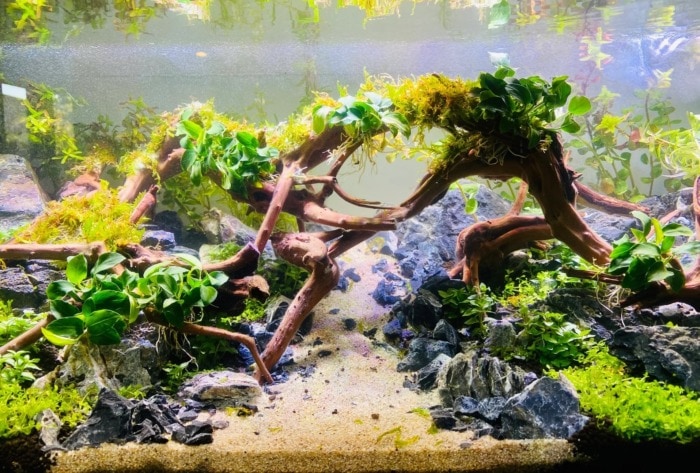 Beautifully aquascaped tank