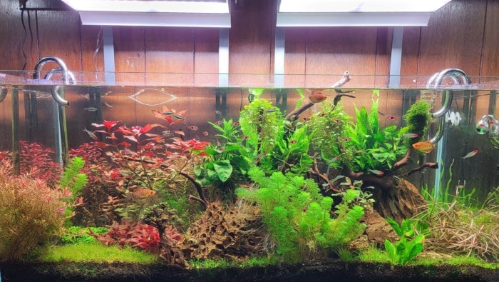 Planted tank setup ideas for beginners