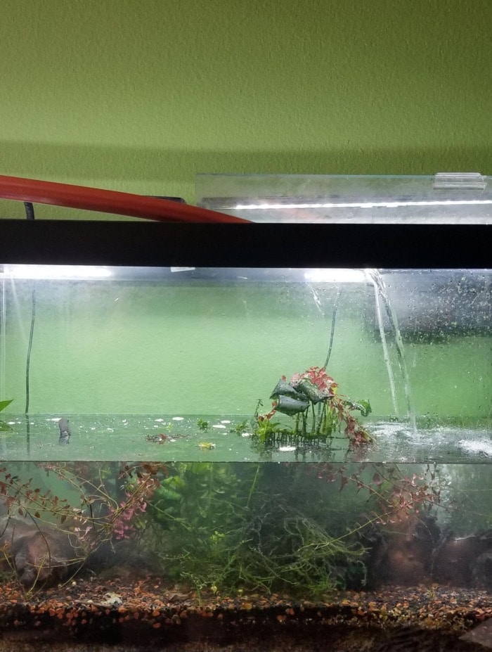 Do not add tap water directly to your tank