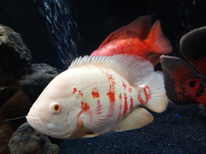 albino oscar