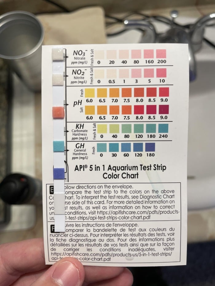 Test water parameters using API freshwater test strips