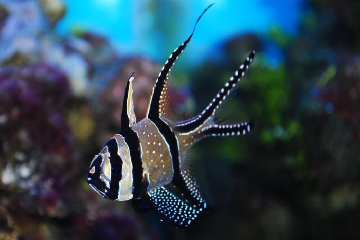 banggai cardinalfish