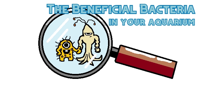 Are beneficial bacteria in your aquarium?