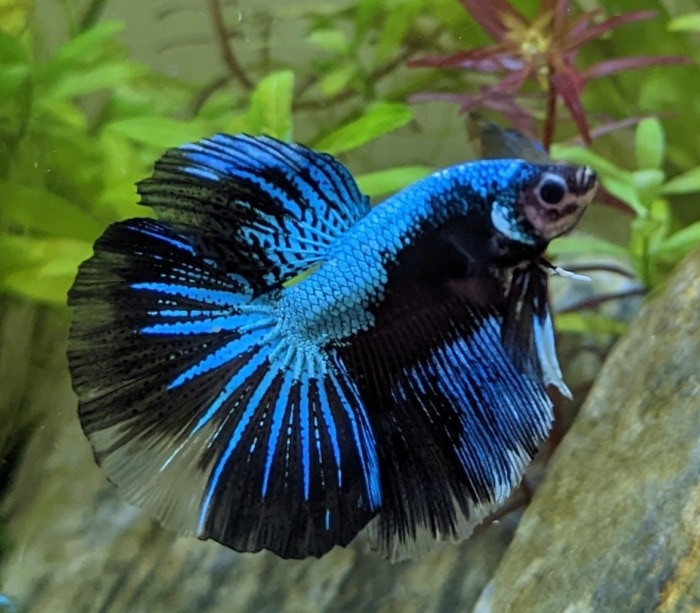 betta blue black eyes avatar