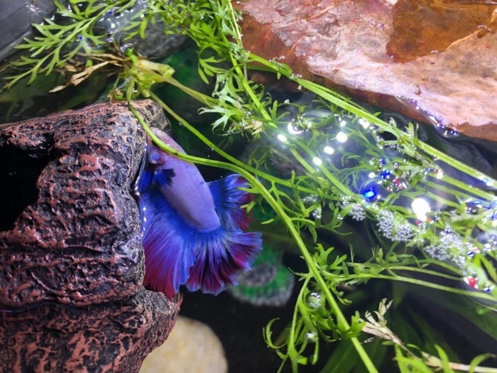 betta floating at the top