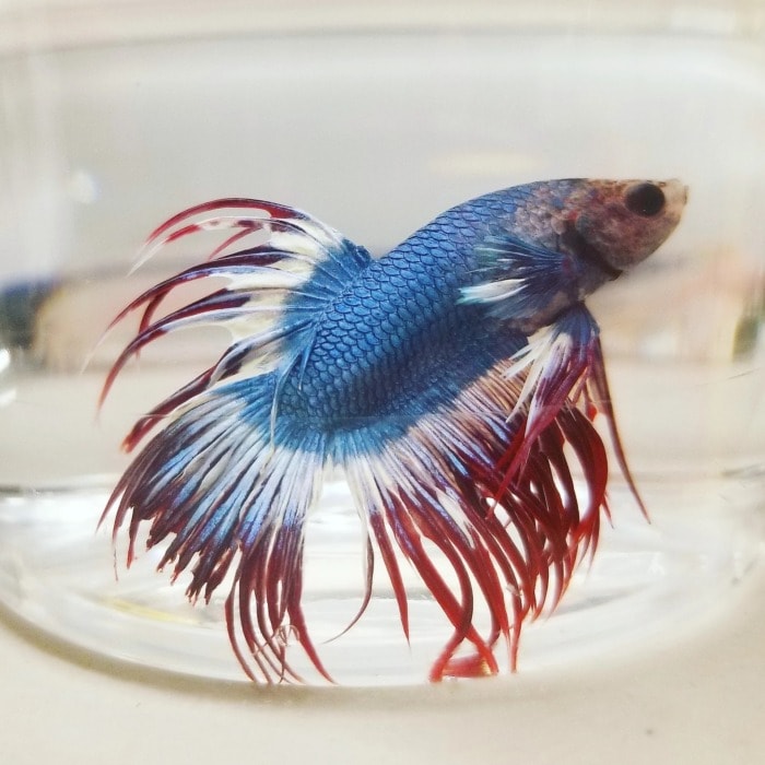 betta kachen worachai