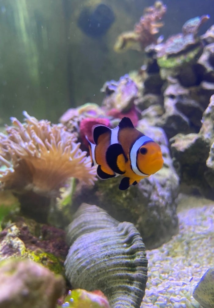 clownfish alone