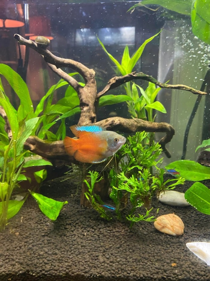 Healthy community tank