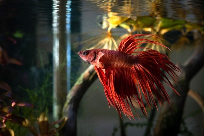 crowntail betta red