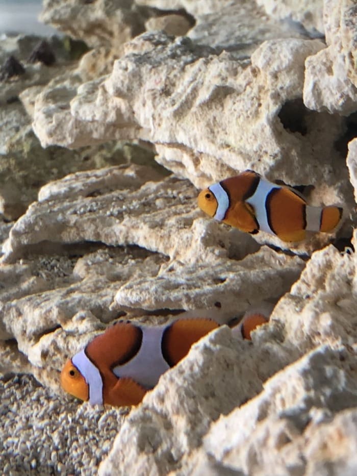 Clone Fish happy in a cycled saltwater aquarium