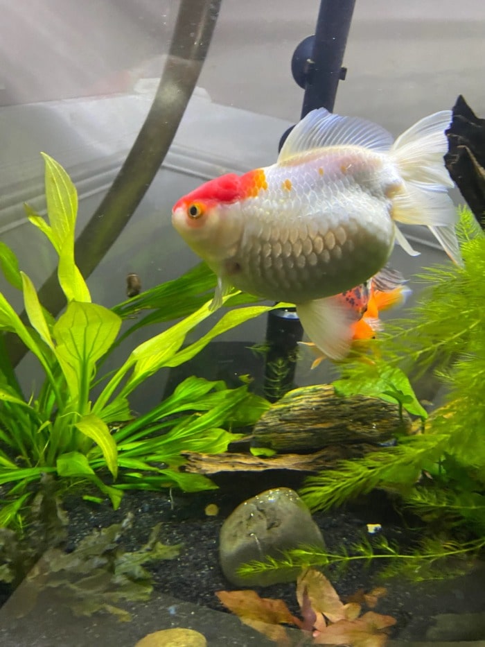 dropsy oranda goldfish