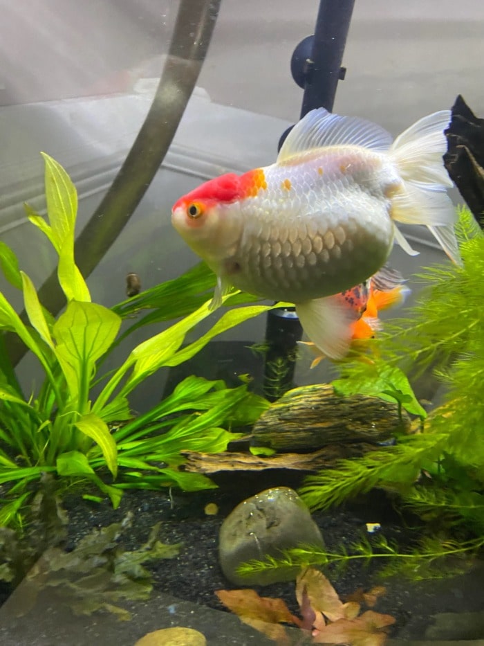 oranda goldfish suffering form dropsy