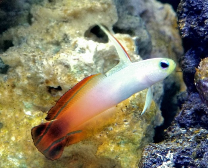 firefish goby