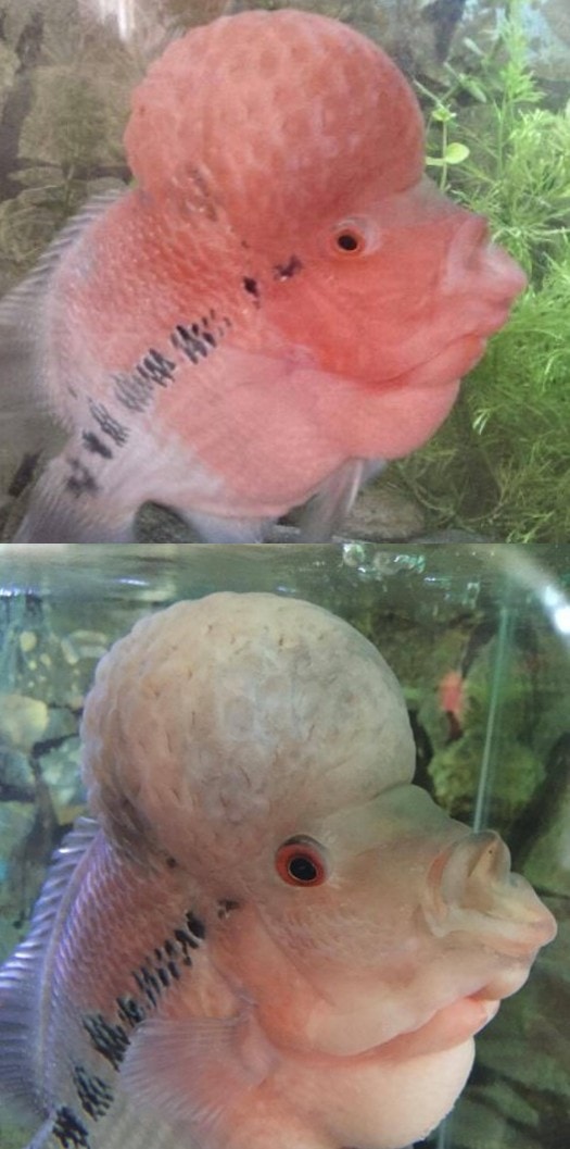 Flowerhorn perdendo cores