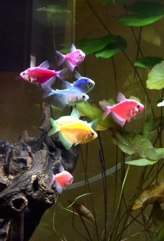 a school of glofish tetras