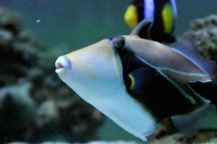 humuhumu triggerfish