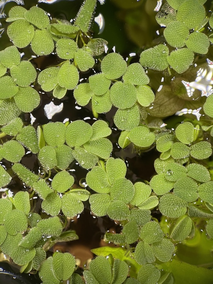 introducing water spangles