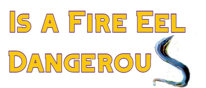 is a fire eel dangerous header