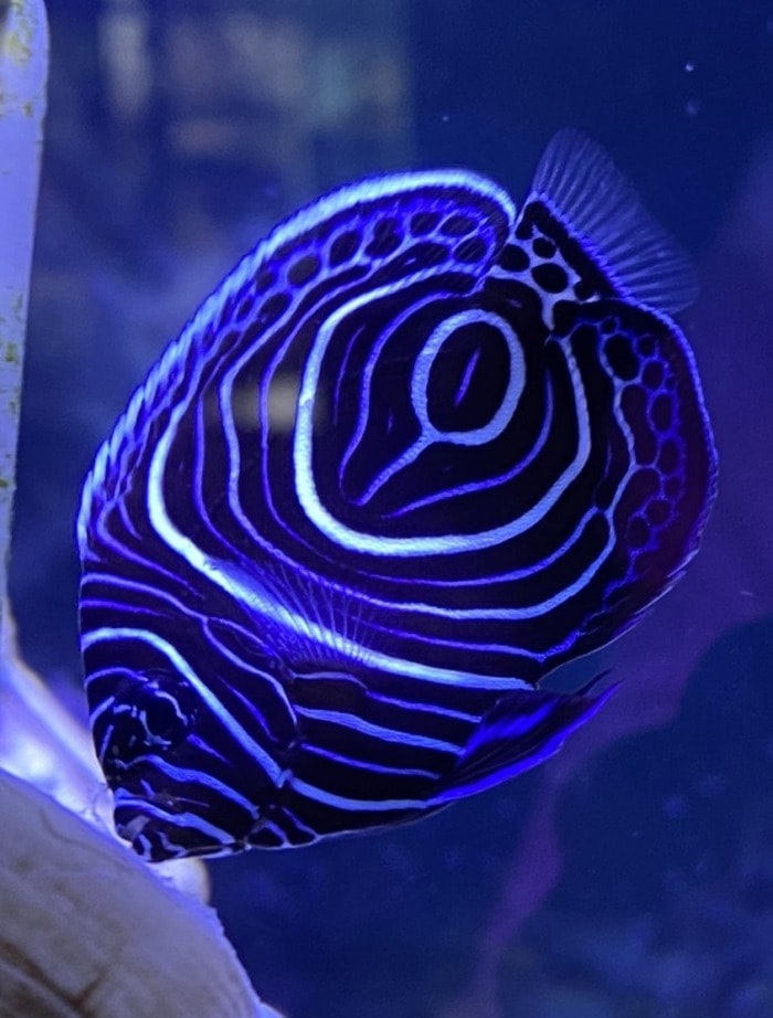 juvenile emperor angelfish