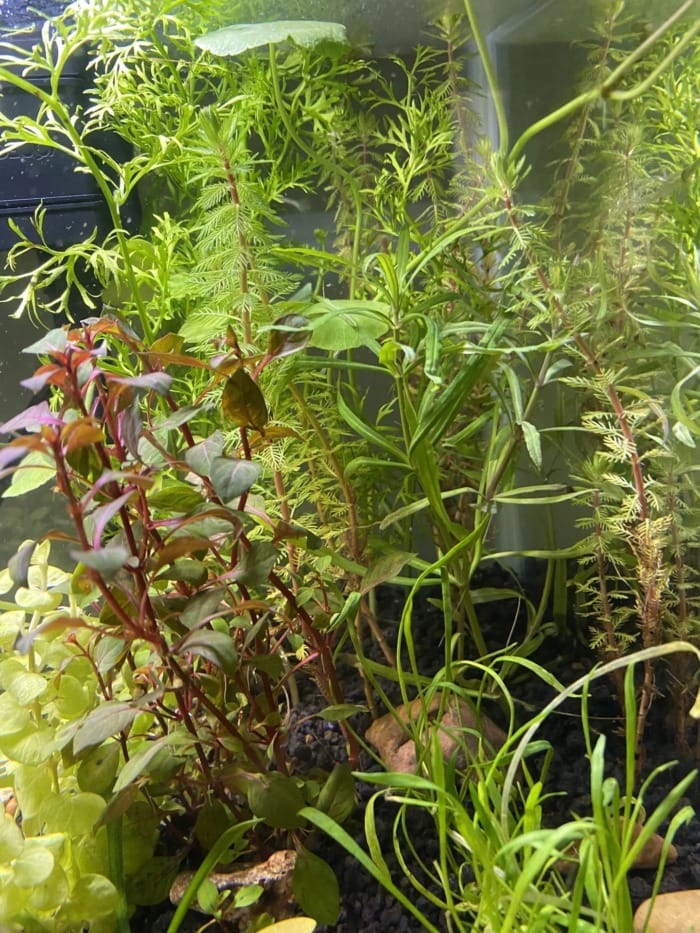 Live plants for promoting beneficial bacteria cycle