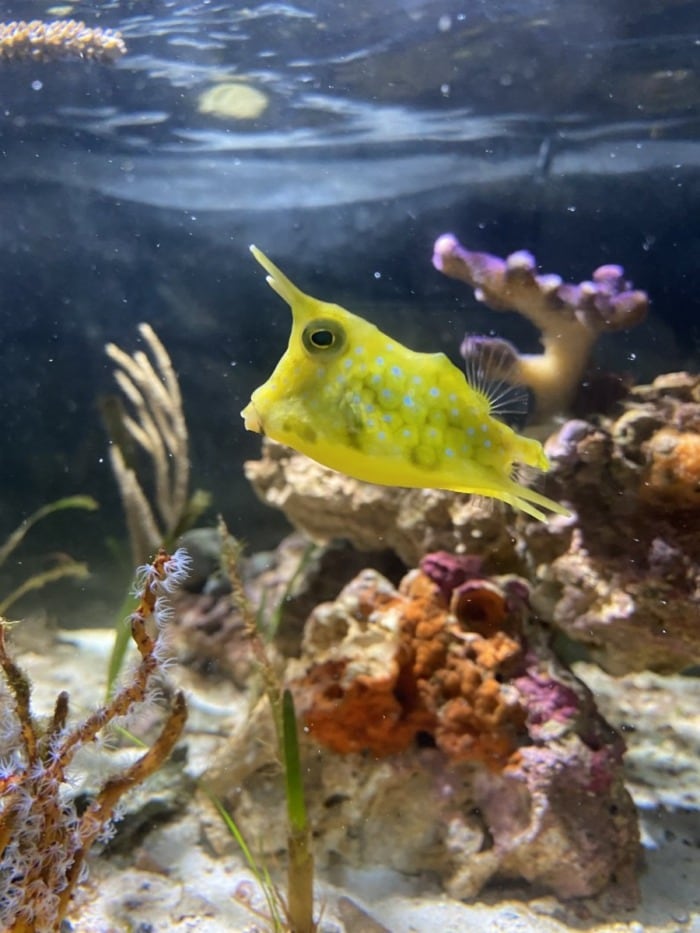 longhorn cowfish